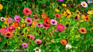 Татарские песни 127