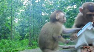 You Might Be Cold And Sleepy Pity Baby Monkey Candy