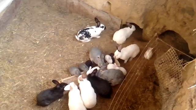 Кролики в яме ВЫШЛО МНОГО МОЛОДНЯКА КРОЛЬЧАТ смотреть онлайн