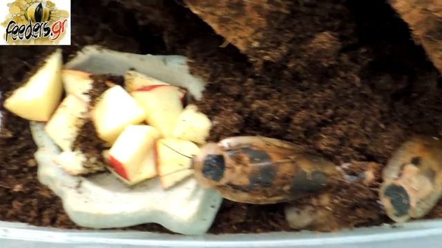Blaberus Craniifer смотреть онлайн