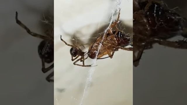 hamam böceyi tarakan ve hörümçek смотреть онлайн
