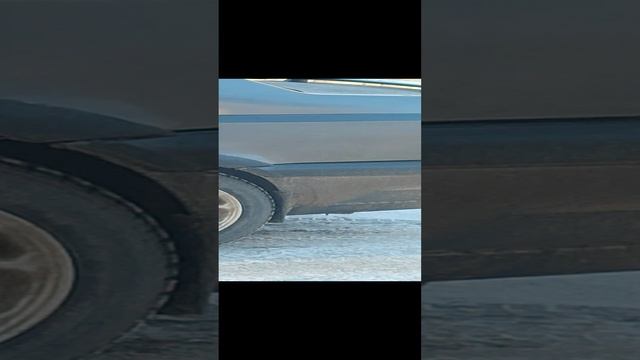 ворона на дереве