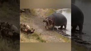 Гиены ОКРУЖИЛИ бегемота