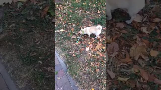 Лучшие моменты трансляции "Chihuahua ZeFir в прямом эфире" (0:00–1:29) смотреть онлайн