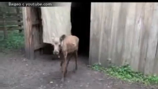 Зоопарку срочно требуются лоси! (NotaBene 29.09.11) смотреть онлайн