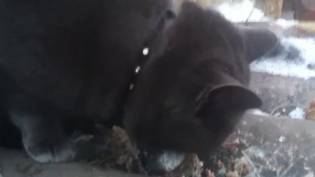 Кот кушает вкусности смотреть онлайн