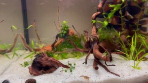 Лечение манки, ихтиофтириоза в пресноводном аквариуме