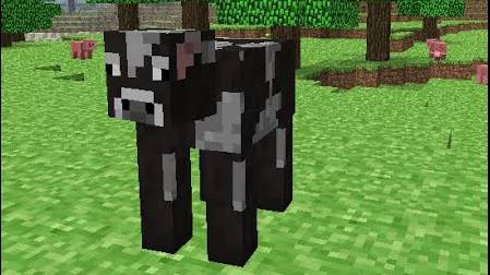 Интересные факты про коров