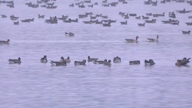 Тысячи гусей летят на север. Гуменники отдыхают после долгого пути | @ForestDogs 🌲🐺🐾