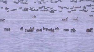 Тысячи гусей летят на север. Гуменники отдыхают после долгого пути | @ForestDogs 🌲🐺🐾