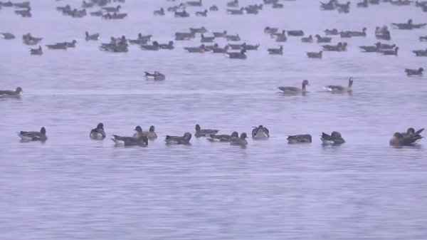 Тысячи гусей летят на север. Гуменники отдыхают после долгого пути | @ForestDogs 🌲🐺🐾