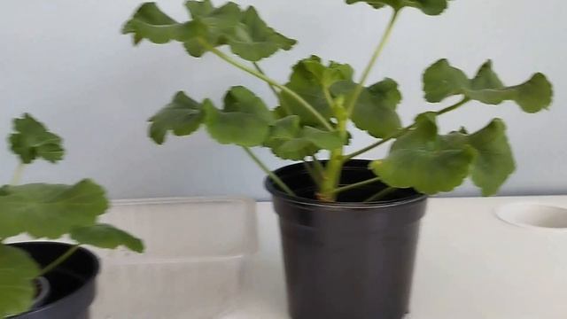 Вы купили черенки пеларгоний. Что с ними делать дальше? смотреть онлайн