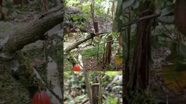 buah kakao yg sudah berbuah dan hasil sambung samping yg sudah hidup🤗#shorts #share #shortviral смотреть онлайн