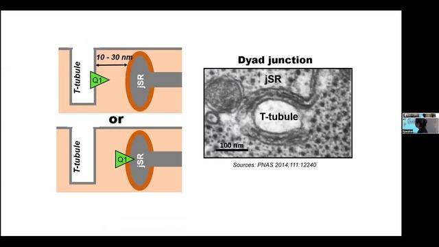 Traffic Control of the Slow Delayed Rectifier Channel in Adult Ventricular Myocytes смотреть онлайн