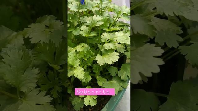 How to grow dhania in your terrace easily #shorts #shortsvideo @HUJUGEBANGALEE смотреть онлайн