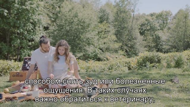 Почему собаки грызут и рвут обувь? Как бороться с навязчивым инстинктом? смотреть онлайн