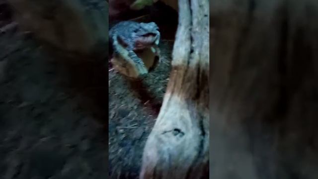 My Big Beardy Named Tempa смотреть онлайн