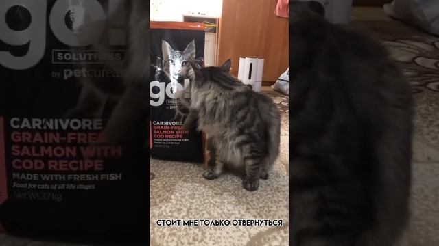 закидайте лайками #врекиютуба #рекомендации #вреки #рек #кот #котик #cat #корм #go! смотреть онлайн
