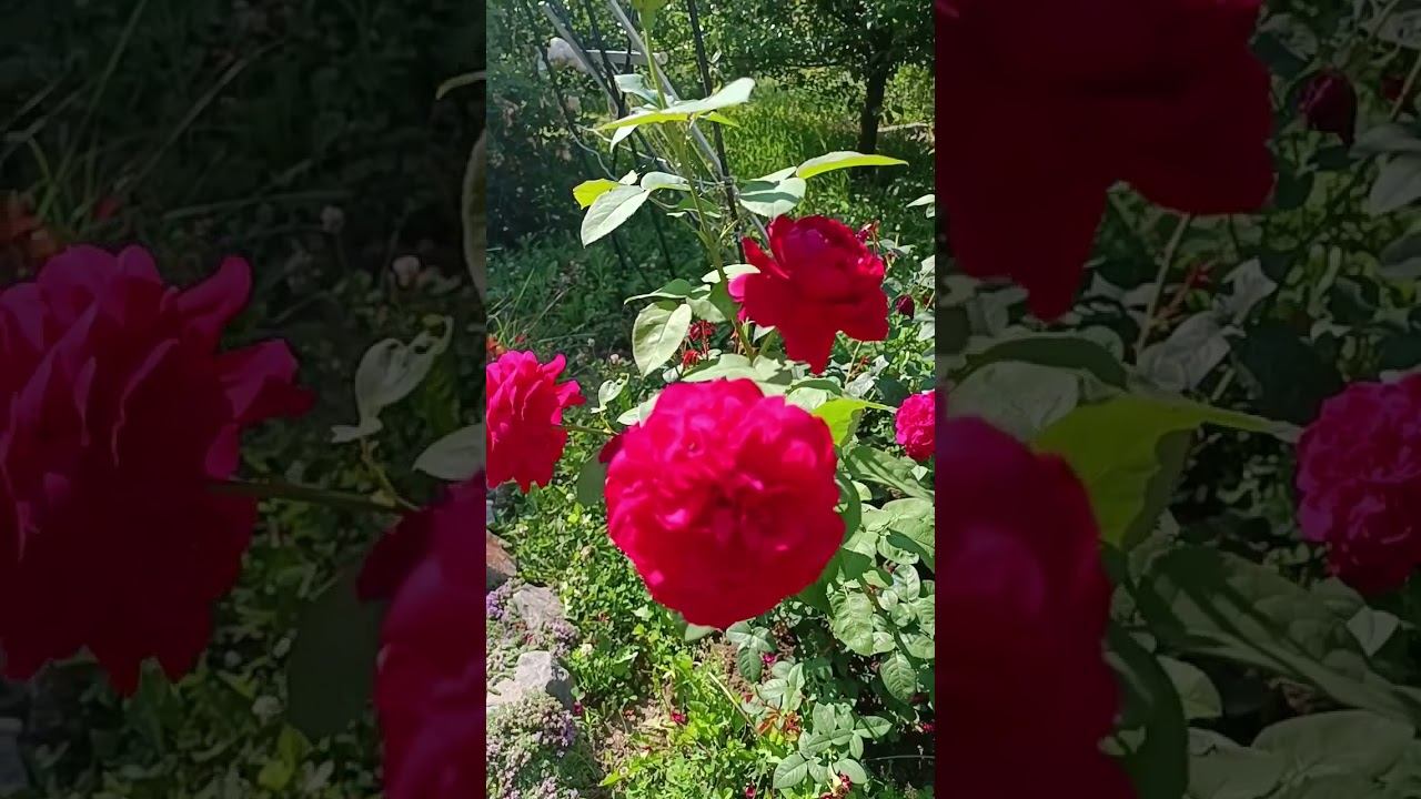 L.D. Braithwaite) Эл Ди Брэйтуэйт Austin Великобритания, 1988Английские розы (English Rose, Austin смотреть онлайн