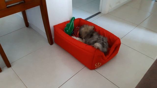 Cachorro - Zack смотреть онлайн