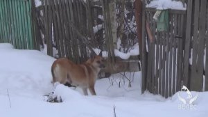 Две ловушки для осторожных животинок.