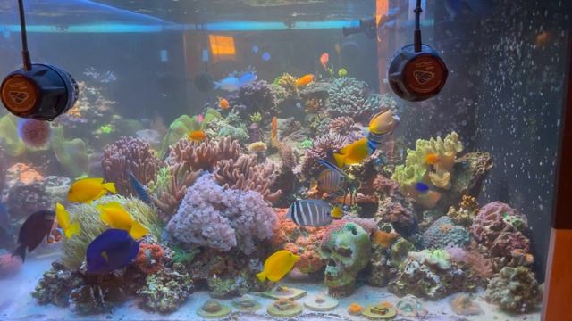 1000Gal Reef Sin City Corals Reef Tank update 6 months смотреть онлайн