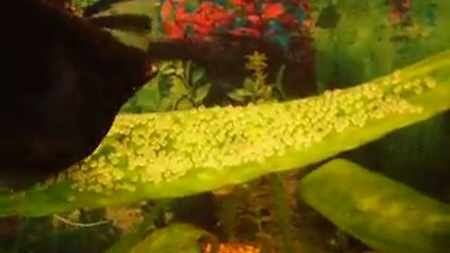 Нерест скалярий.AVI смотреть онлайн