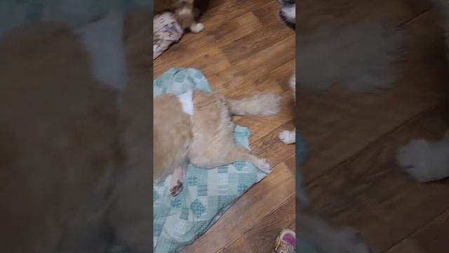 А так мы едим😊 смотреть онлайн