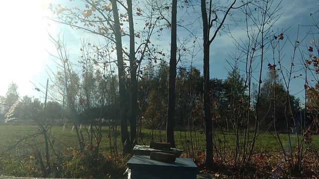 Проседание семей. Масштабный эксперимент. Зимовка пчел. Часть 6. смотреть онлайн