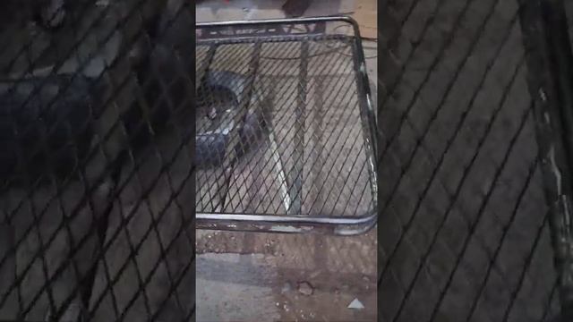 On progres, Roof Rack Pajero Sport, Mountain Leaf