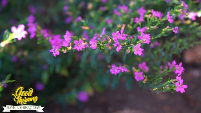 GOOD MORNING MUSIC - Strong Positive Energy - Morning Meditation Music For Your Day смотреть онлайн