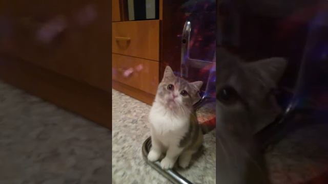 Омалия Мон Шер Ами смотреть онлайн