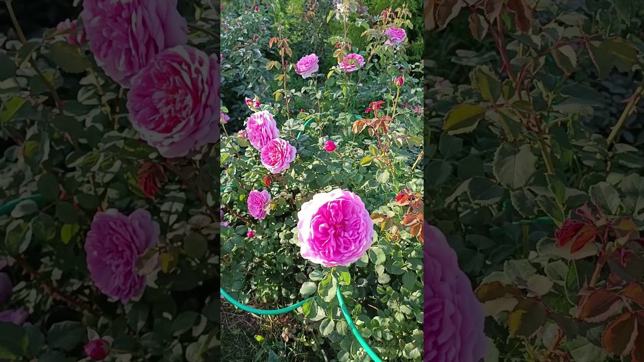 Princess Alexandra of Kent Принцесс Александра Оф  Кент Austin 2007 Английские розы смотреть онлайн