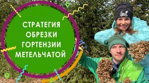 Стратегия обрезки гортензии метельчатой