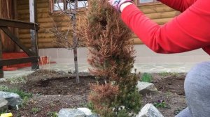 Пожелтели хвойные! Что делать? Спасаем конику и тую после зимы. Как и чем лечить?