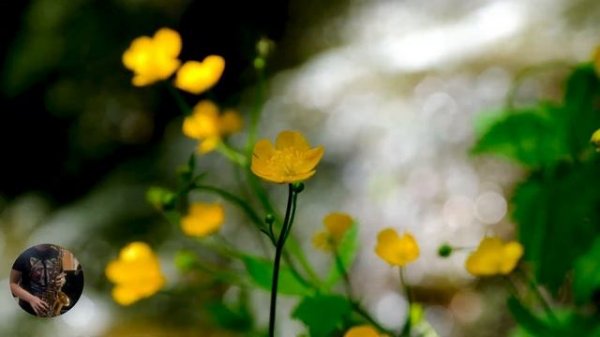 kogutsax - RILTIM - Sweet Feelings (Original Mix) saxophone