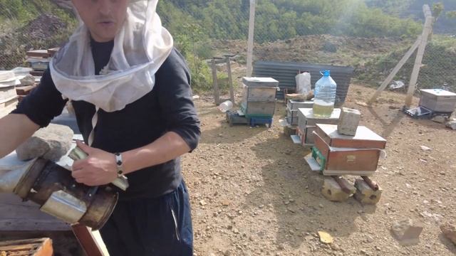 Ana arının kalitesinin arıcılıkta önemi (Muhammet Çorbacı arılığı) смотреть онлайн