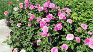 Обзор роз в горшках 1.09.2024