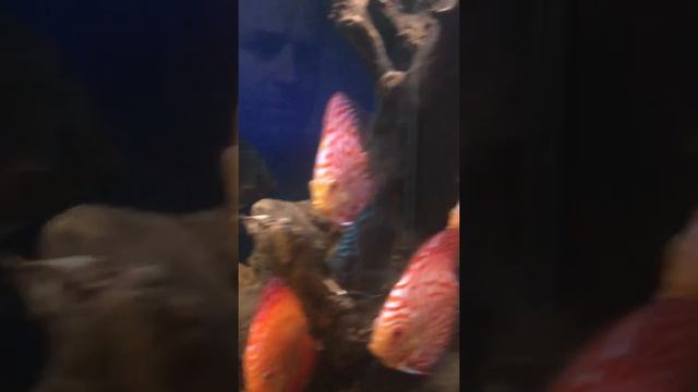 Дискус Discus смотреть онлайн
