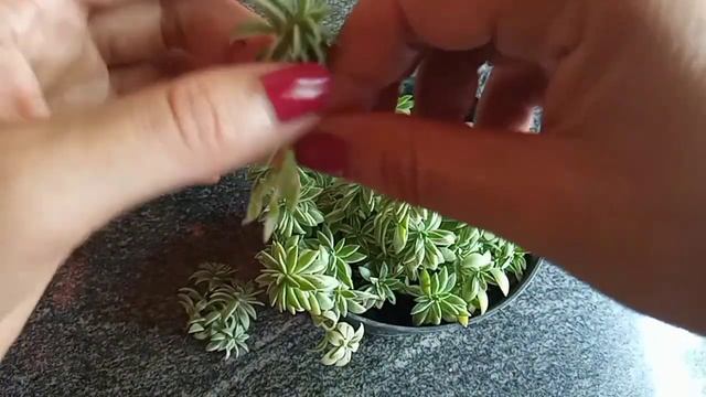 SEDUM LINEARE VARIEGATO, Como Fazer Mudas e como Cultivar? смотреть онлайн