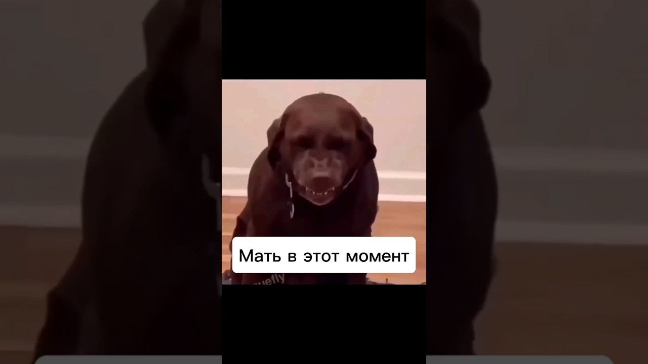 Пёс смотреть онлайн