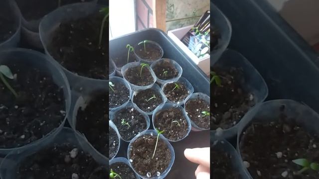 перчики эксперимент (3) смотреть онлайн