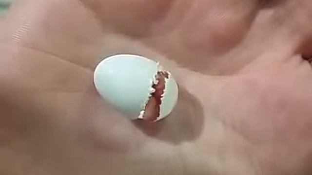 Вылупление волнистого попугая Рождение попугая смотреть онлайн