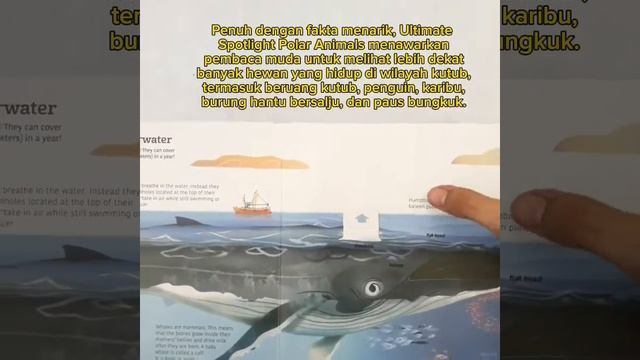 Ultimate Spotlight Polar Animals Interactive Flaps Tabs and more! смотреть онлайн