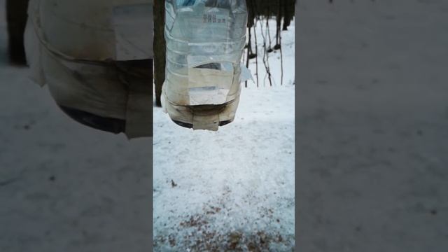 Ещё одна стремительная синичка 😁 One more fast tomtit смотреть онлайн