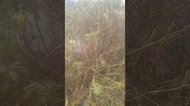 #karnataka #dam  Water Bhatambra Kanel Full Water Fllow#djskaslam#bidar