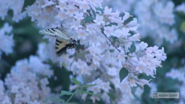 Weekly Devotion #2 by Sister Daphne Appiah-Kubi смотреть онлайн