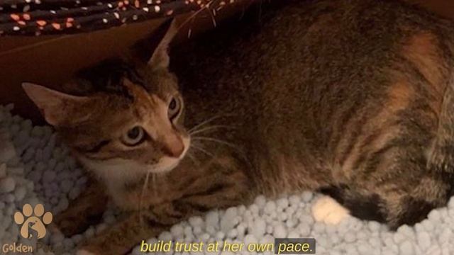 The Pregnant Cat was Afraid to Go Near the Food Left for Her смотреть онлайн