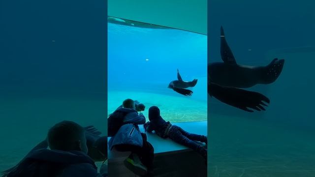 котики они и морские, всё равно котики. #киса #2024 #котики #накалинеповсемумиру #дети #зоопарк смотреть онлайн