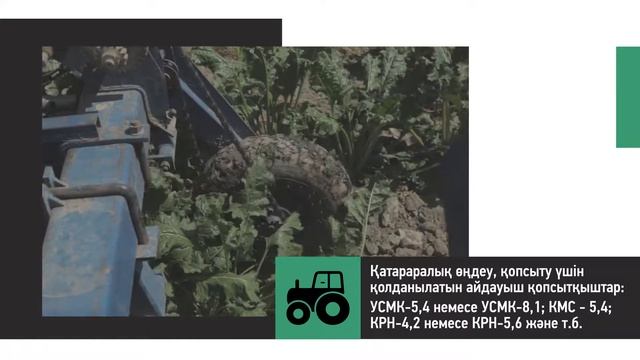 Қант қызылшасын қатаралық өңдеу смотреть онлайн